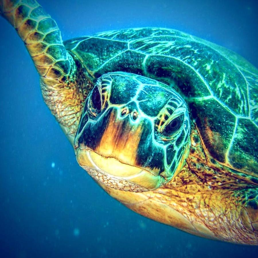 Gaja Go Dive & Inn Moalboal Εξωτερικό φωτογραφία
